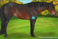 Horse Color:Brown Sabino Rabicano 