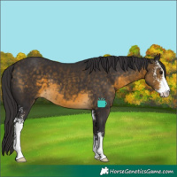 Horse Color:Buckskin Sabino 