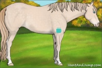 Horse Color:Perlino 