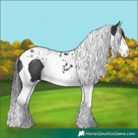Horse Color:Black Splash Tobiano 