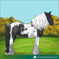 Horse Color:Black Tobiano 