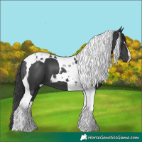Horse Color:Black Tobiano
