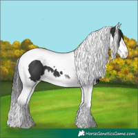 Horse Color:Black Splash Tobiano