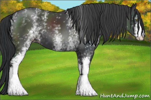 Horse Color:White Spotted Black 