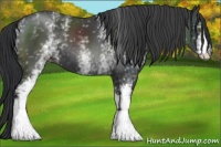 Horse Color:White Spotted Black 
