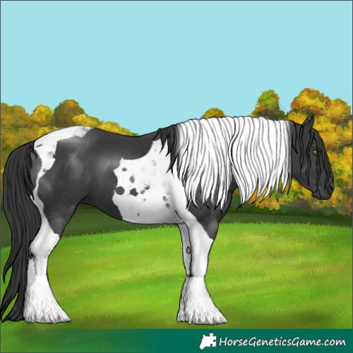 Horse Color:Black Tobiano 