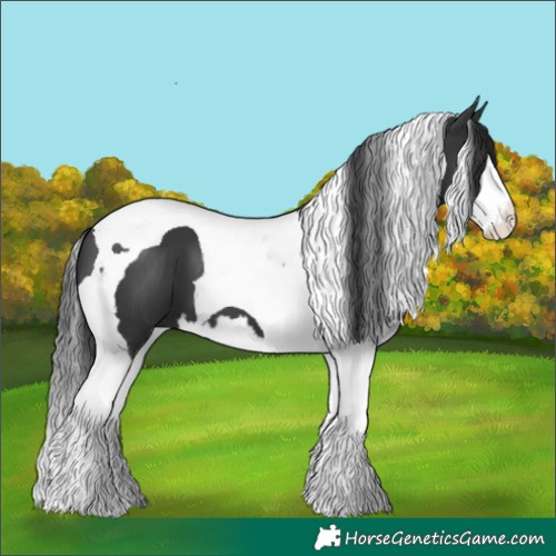 Horse Color:Black Splash Tobiano 