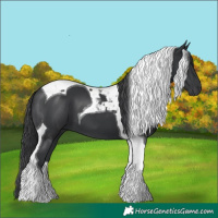 Horse Color:Black Tobiano 