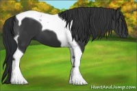Horse Color:Black Tobiano 