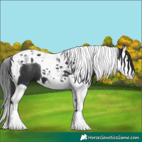 Horse Color:Black Splash Tobiano
