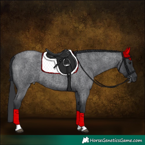 Horse Color:Blue Roan 