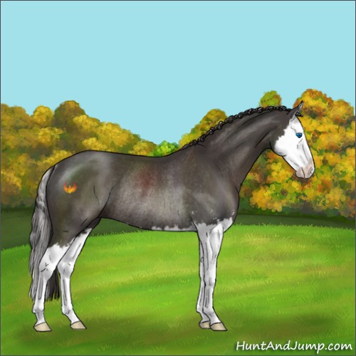 Horse Color:Smoky Black Sabino Splash Rabicano 