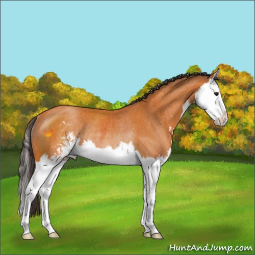 Horse Color:Buckskin Sabino Splash Rabicano 