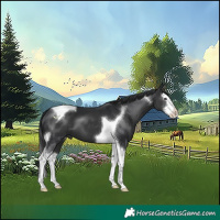 Horse Color:Black Sabino Splash Tobiano 