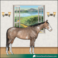 Horse Color:Bay Dun Sabino Rabicano 