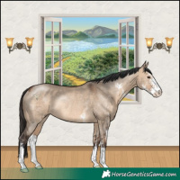 Horse Color:Bay Dun Sabino Rabicano 