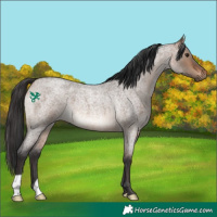 Horse Color:Brown Roan Dun 