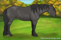 Horse Color:Black 