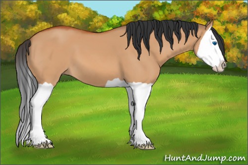 Horse Color:Bay Dun Splash 