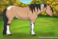 Horse Color:Bay Dun Tobiano