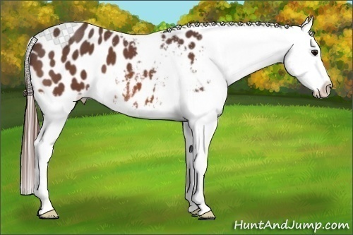 Horse Color:Bay Roan Appaloosa 