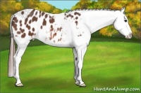Horse Color:Bay Roan Appaloosa 