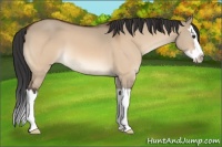 Horse Color:Bay Dun Sabino Splash 