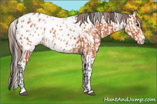 Horse Color:Bay Sabino Appaloosa  and Amber Champagne Sabino Appaloosa 