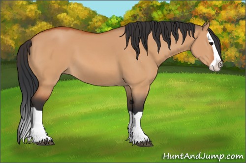 Horse Color:Bay Dun Splash 