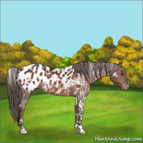 Horse Color:White Spotted Liver Chestnut Blanket  and White Spotted Liver Chestnut Blanket 