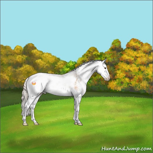 Horse Color:Silver Buckskin Dun Sabino 