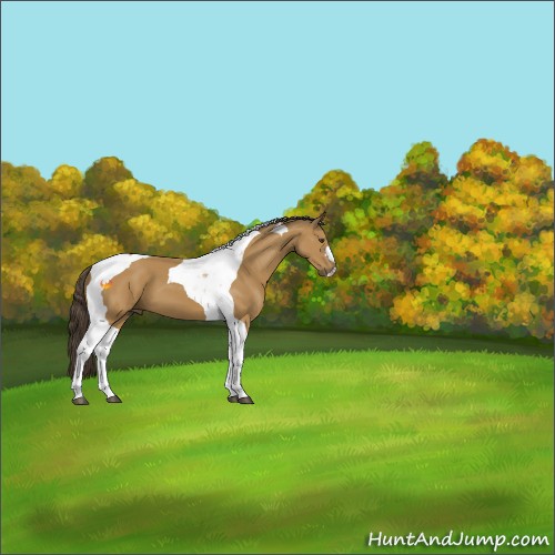 Horse Color:Buckskin Tobiano 