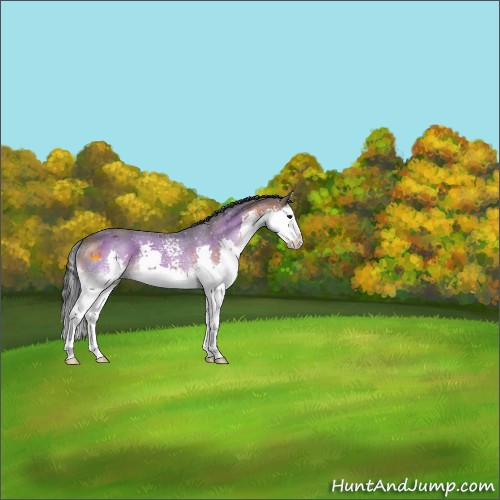 Horse Color:White Spotted Bay Splash 