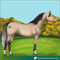 Horse Color:Bay Dun Rabicano 