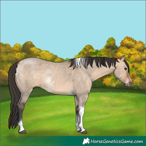 Horse Color:Bay Dun Sabino Tobiano 