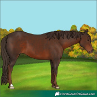 Horse Color:Liver Chestnut