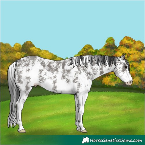 Horse Color:Grullo Sabino 