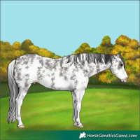 Horse Color:Grullo Sabino 