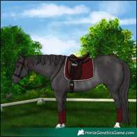 Horse Color:Smoky Black Rabicano 