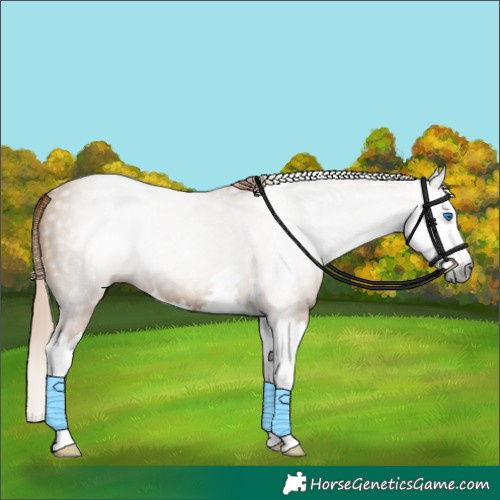 Horse Color:Gray Chestnut Splash 