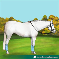 Horse Color:Gray Chestnut Splash 