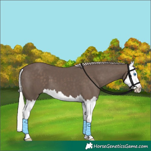 Horse Color:Silver Black Splash 