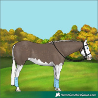 Horse Color:Silver Black Splash