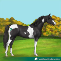 Horse Color:Smoky Black Tobiano 