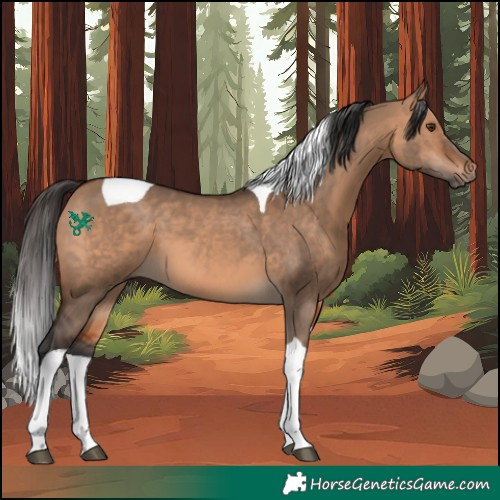 Horse Color:Bay Dun Tobiano 