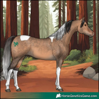 Horse Color:Bay Dun Tobiano 