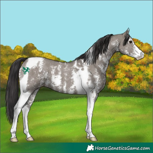Horse Color:Smoky Grullo Sabino Tobiano 