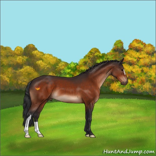 Horse Color:Bay 