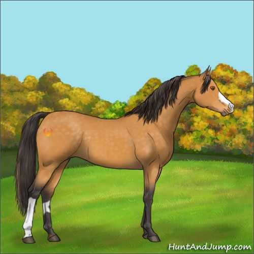Horse Color:Buckskin 