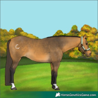 Horse Color:Buckskin 